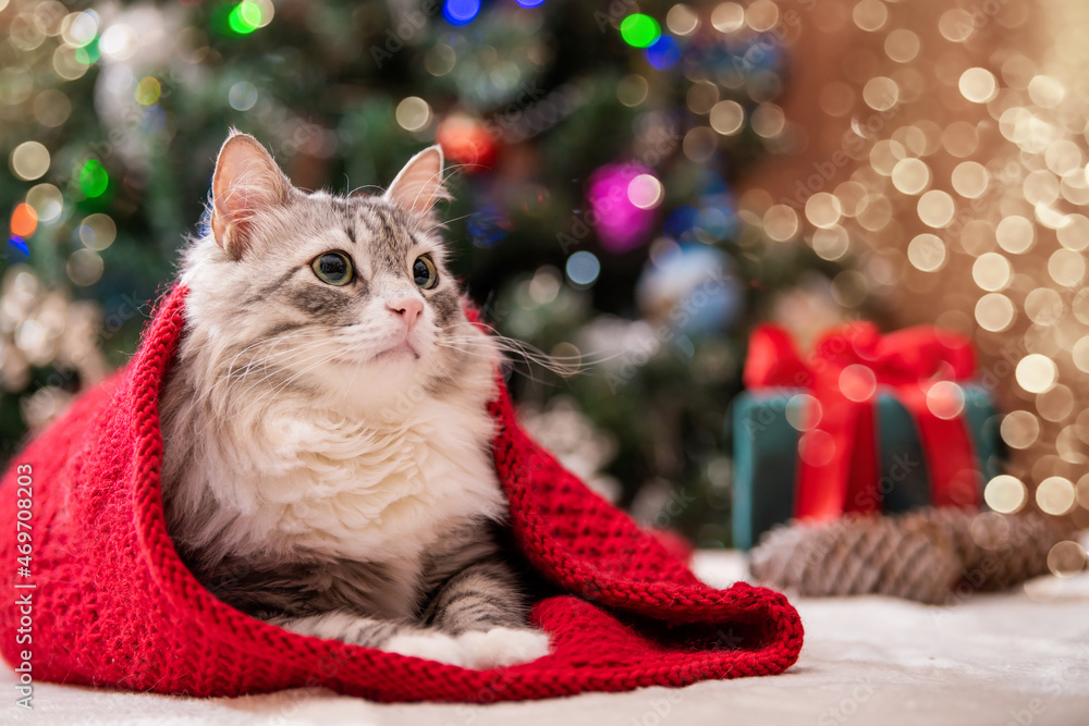 Christmas cat. Portrait of fat fluffy cat next to gift box on the background of a Christmas tree and lights of garlands. Christmas cat. Portrait of fat fluffy cat next to gift box on the background of a Christmas tree and lights of garlands.