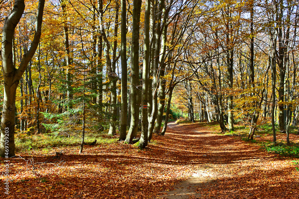 Obraz premium Autumn landscape beech tall trees with light trunks and bright yellow leaves. Idyllic fairy autumn landscape in sunny day. Environmental conservation theme.