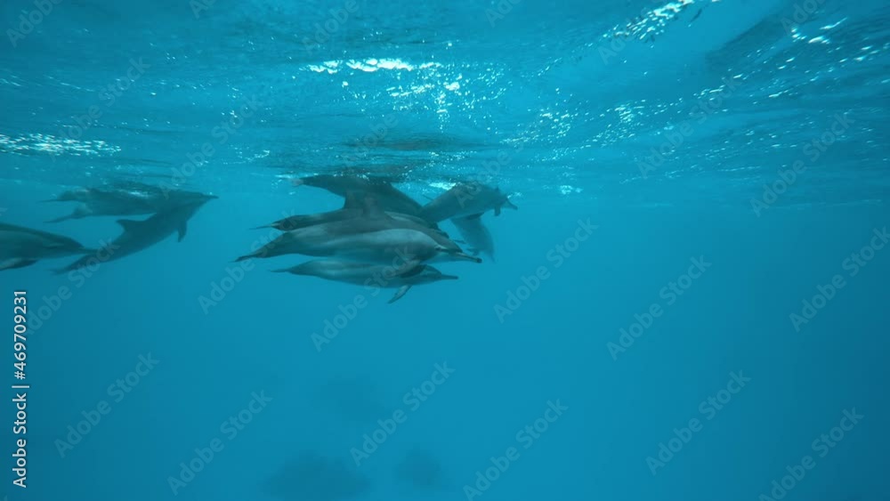 Dolphins playing in the blue water of Red sea. Underwater shot of wild dolphin taking breath. Aquatic marine animals in their natural habitat. Closeup of friendly bottlenose. Wildlife nature Dolphins playing in the blue water of Red sea. Underwater shot of wild dolphin taking breath. Aquatic marine animals in their natural habitat. Closeup of friendly bottlenose. Wildlife nature