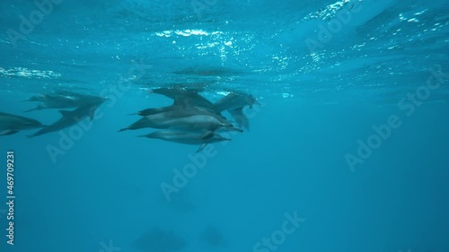Wallpaper Mural Dolphins playing in the blue water of Red sea. Underwater shot of wild dolphin taking breath. Aquatic marine animals in their natural habitat. Closeup of friendly bottlenose. Wildlife nature Torontodigital.ca