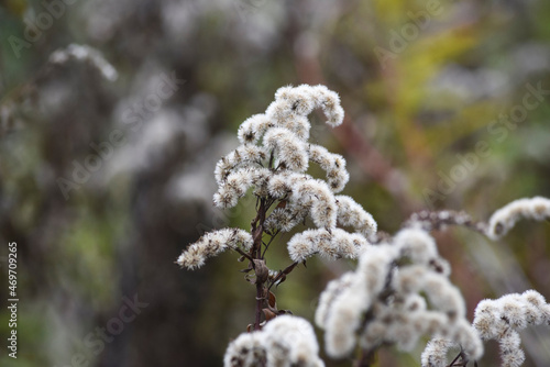 Autumn beautiful dried flowers, goldenrod dried landscape. Selective focus.