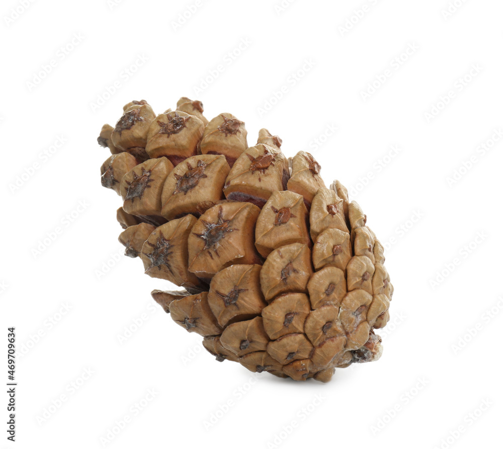 Beautiful dry pine cone isolated on white Beautiful dry pine cone isolated on white