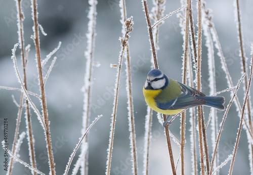 Winter scenery with blue tit bird sitting on the snowy branch(Cyanistes caeruleus) © Tunatura