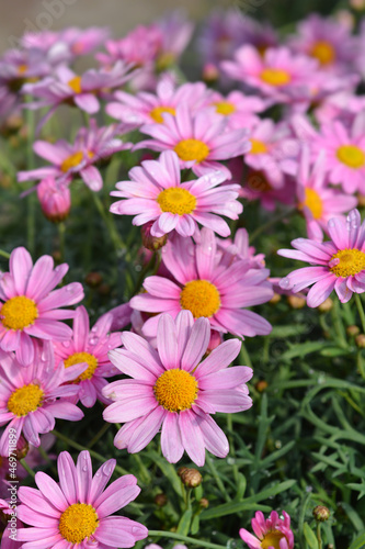 Pink Marguerite daisy