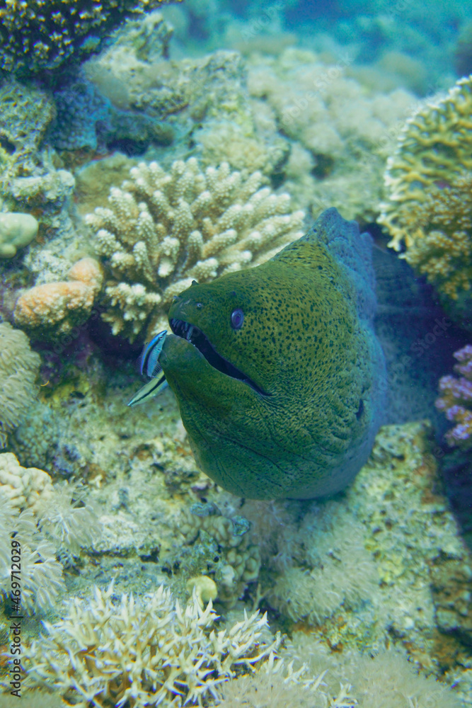 A beautiful big moray eel in the colourful coral reef in the Red Sea in Egypt. Scuba Diving underwater photography
A beautiful big moray eel in the colourful coral reef in the Red Sea in Egypt. Scuba Diving underwater photography