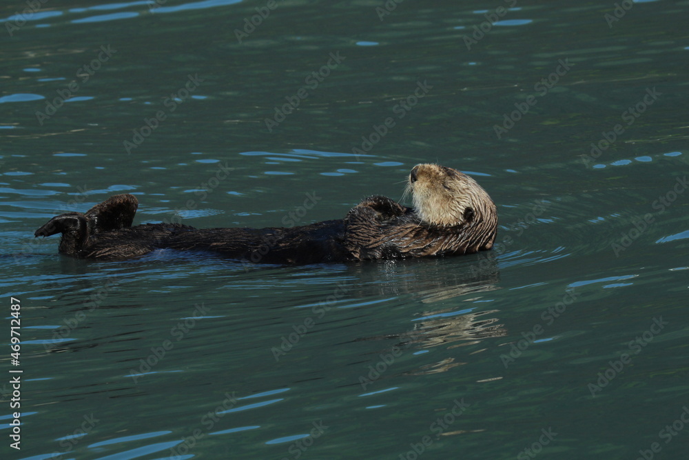Naklejka premium Sleeping Otter