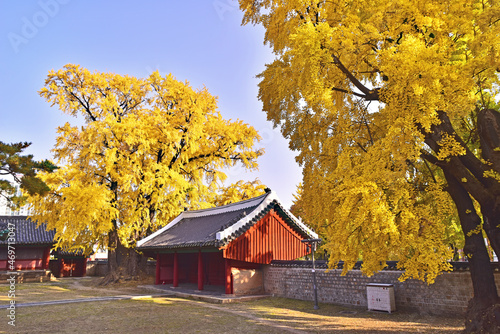 서울 성균관의 가을풍경