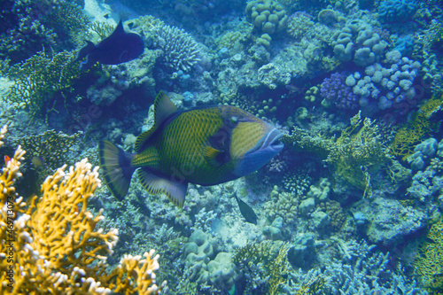 A beautiful big trigger fish colourful parrot fish on the coral reef in the Red Sea in Egypt. Scuba Diving underwater photography 