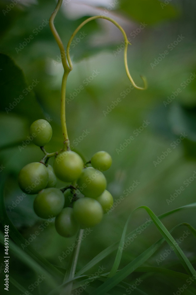 Moscow, September 2021, a bunch of green grapes against a background of green grass in the garden