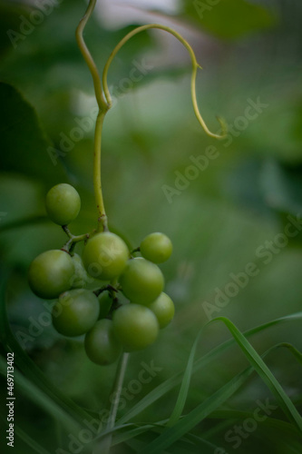 Moscow, September 2021, a bunch of green grapes against a background of green grass in the garden