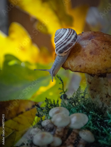Moscow, Russia, September 2021, a snail sits on a mushroom in an autumn forest against a background of yellow leaves