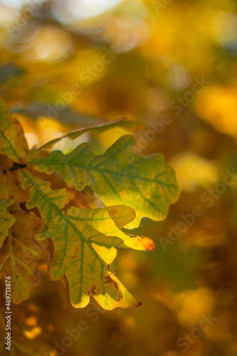 Moscow, October 2021, yellow oak leaves illuminated by the sun in the autumn forest
