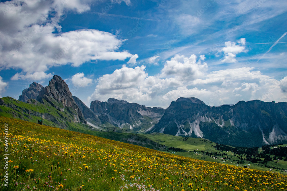 Mount Seceda in the Dolomites, in the foreground an alpine meadow with yellow flowers