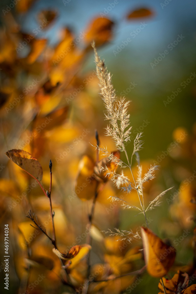 Moscow, October 2021, grass and orange autumn leaves illuminated by the sun Moscow, October 2021, grass and orange autumn leaves illuminated by the sun