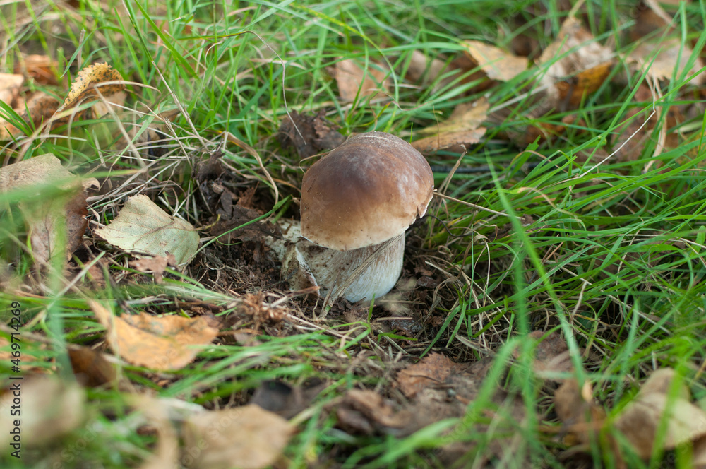 mushroom in the forest mushroom in the forest