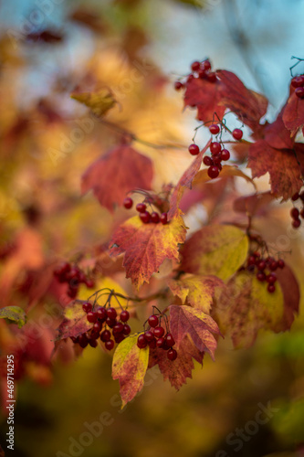 Moscow, Russia, September 2021, red berries on a branch with yellow-red leaves, bokeh, autumn