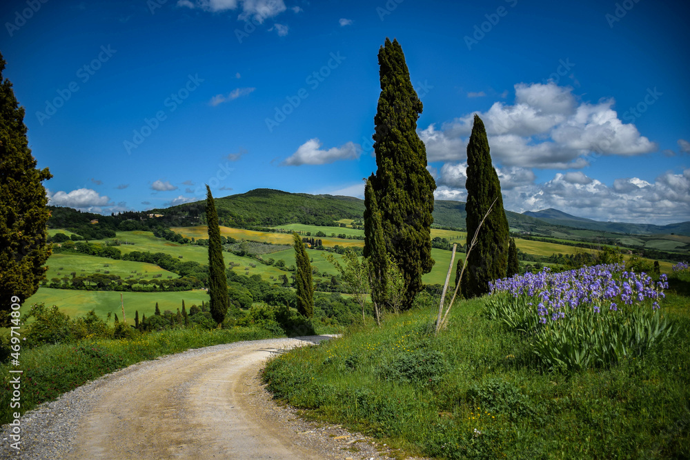 Tuscany, Italy, 2019, road with cypresses against the background of green hills and blue sky, irises in the foreground