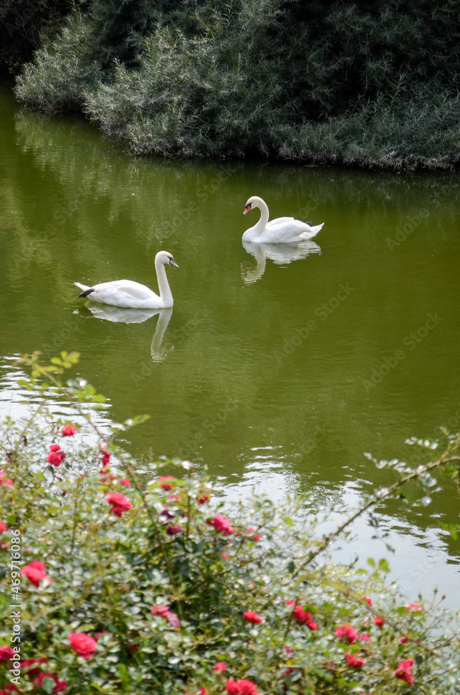 Obraz premium white swan on the lake