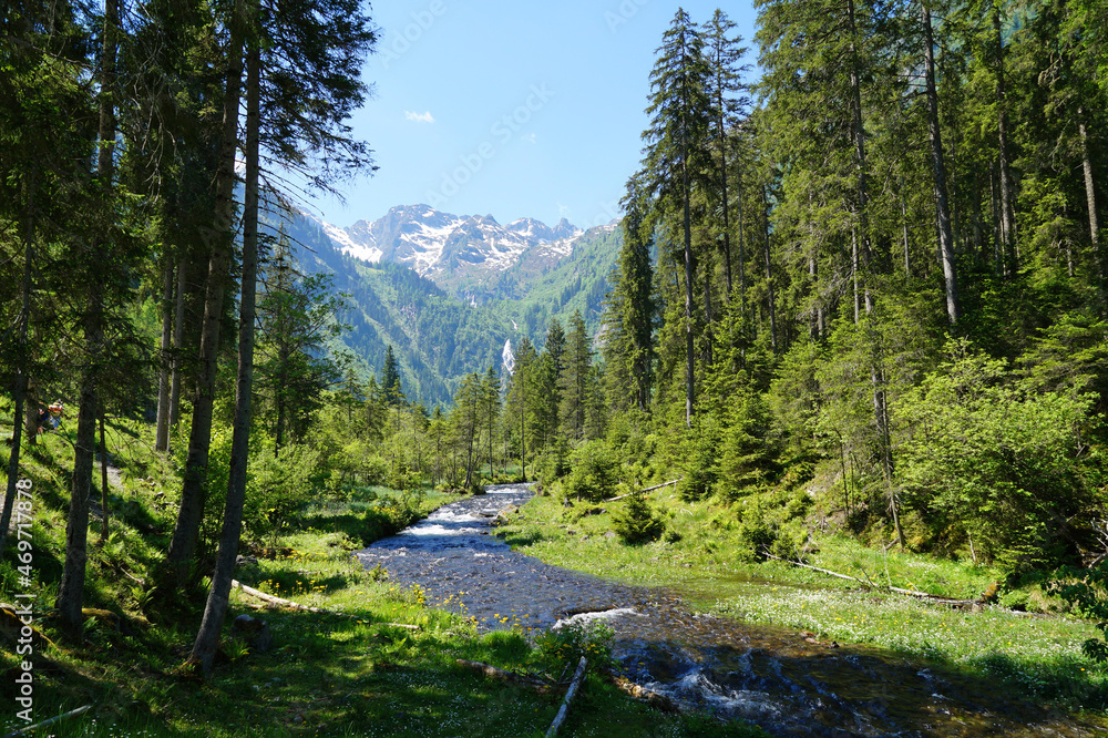 Obraz premium a beautiful alpine landscape with a creek, lush green forest and the Alps of the Schladming-Dachstein region in Austria on a sunny spring day