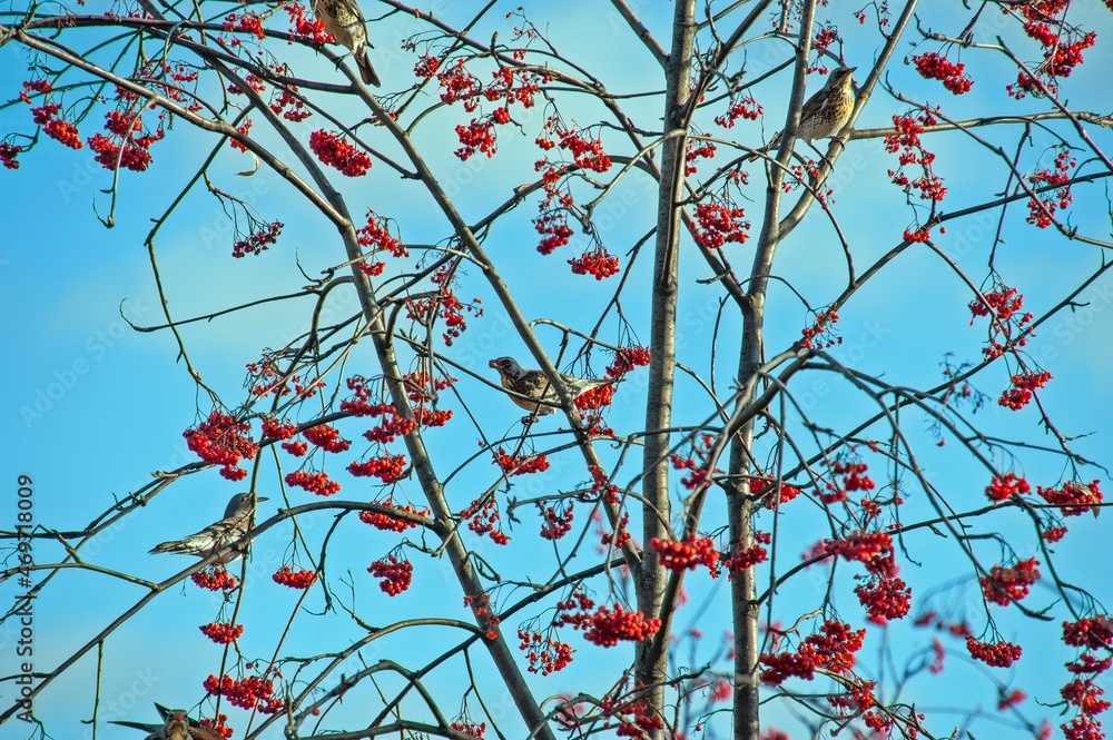 Blackbirds on a rowan tree feast on berries Blackbirds on a rowan tree feast on berries