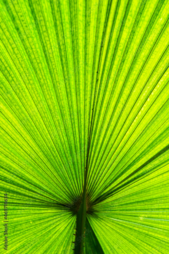 Fototapeta premium close up of tropical leaf, green foliage, like fan, vertical frame