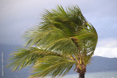 palm tree with foliage swaying in strong wind on clear hot day with mountain in the background