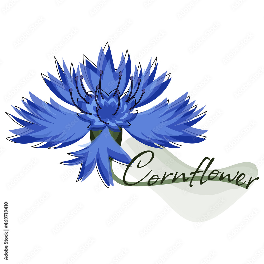 Obraz premium cornflower flower blue green logo sign text