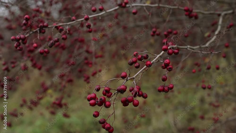 Red berries on a tree on a cloudy November day. The wind moves the branches with red berries