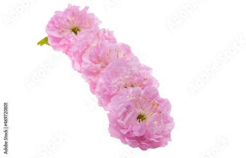 almond flowers isolated