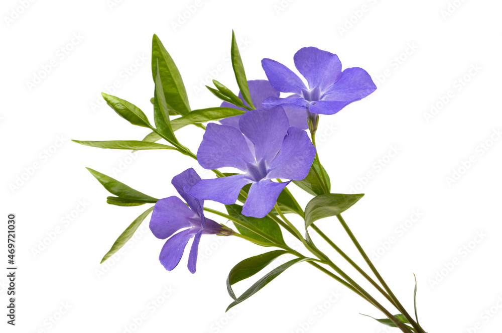 periwinkle flowers isolated periwinkle flowers isolated