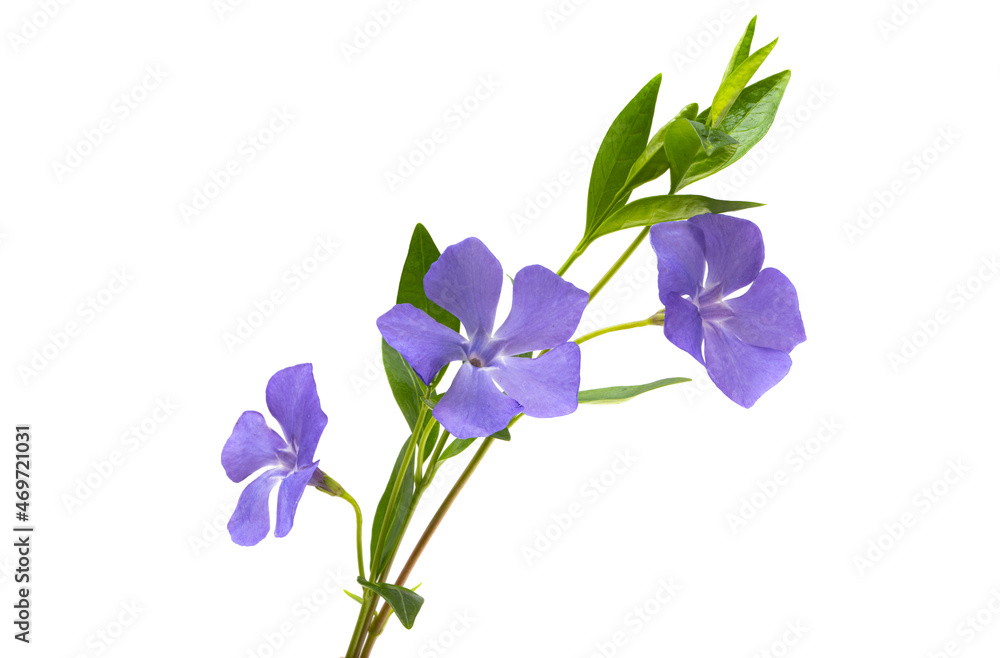 periwinkle flowers isolated