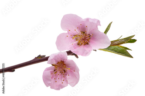 sakura flowers isolated