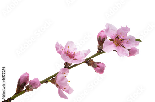 sakura flowers isolated