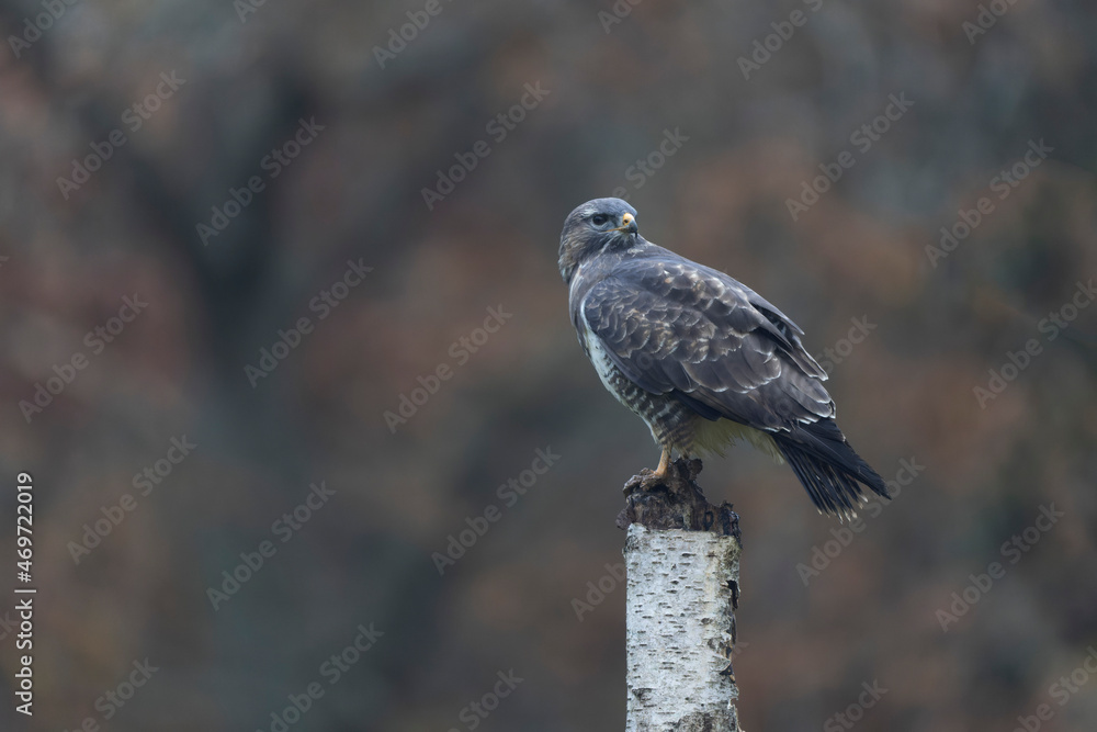 Fototapeta premium Common Buzzard Buteo buteo in close view