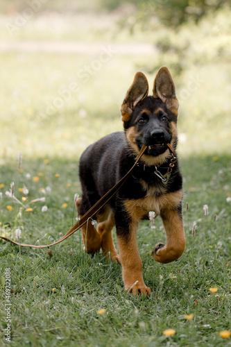 Happy German Shepherd puppy plays with a leash