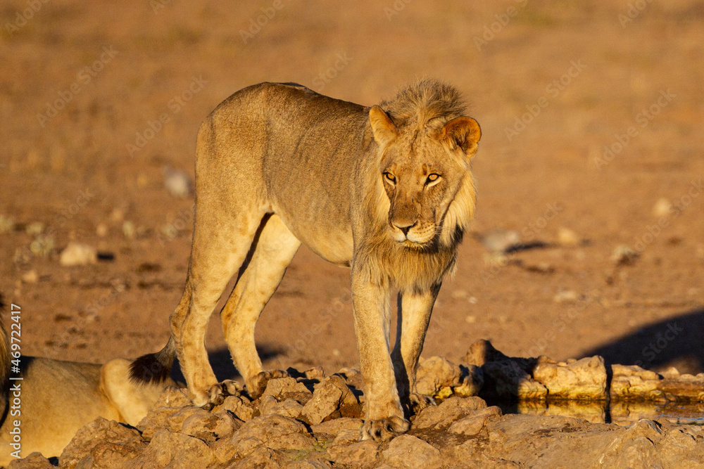 Young Male lions drink at a waterhole in the Kalahari Desert, South Africa Young Male lions drink at a waterhole in the Kalahari Desert, South Africa
