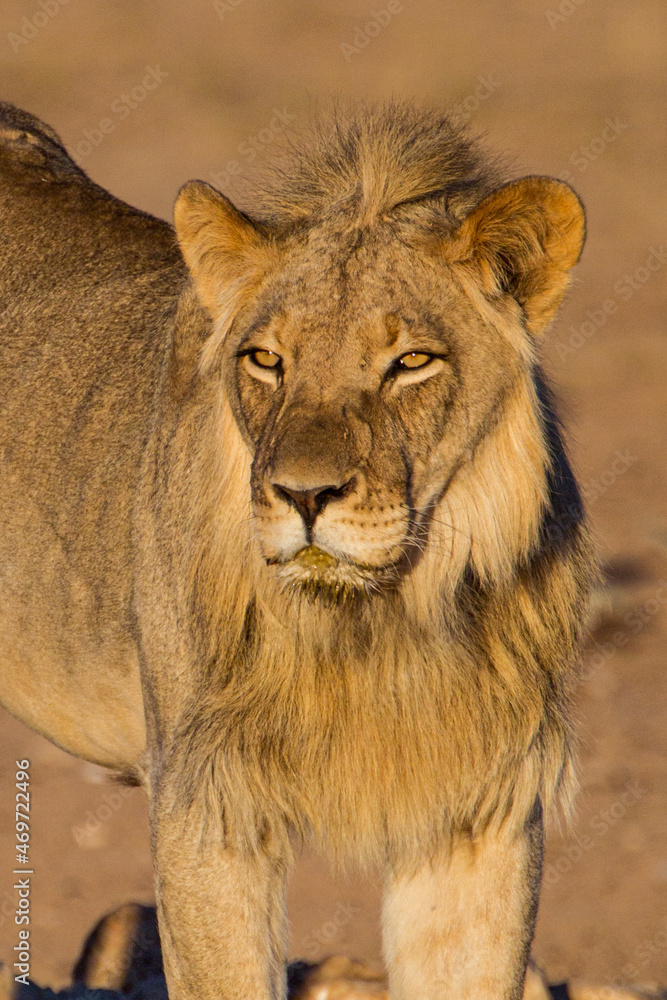 Young Male lions drink at a waterhole in the Kalahari Desert, South Africa Young Male lions drink at a waterhole in the Kalahari Desert, South Africa