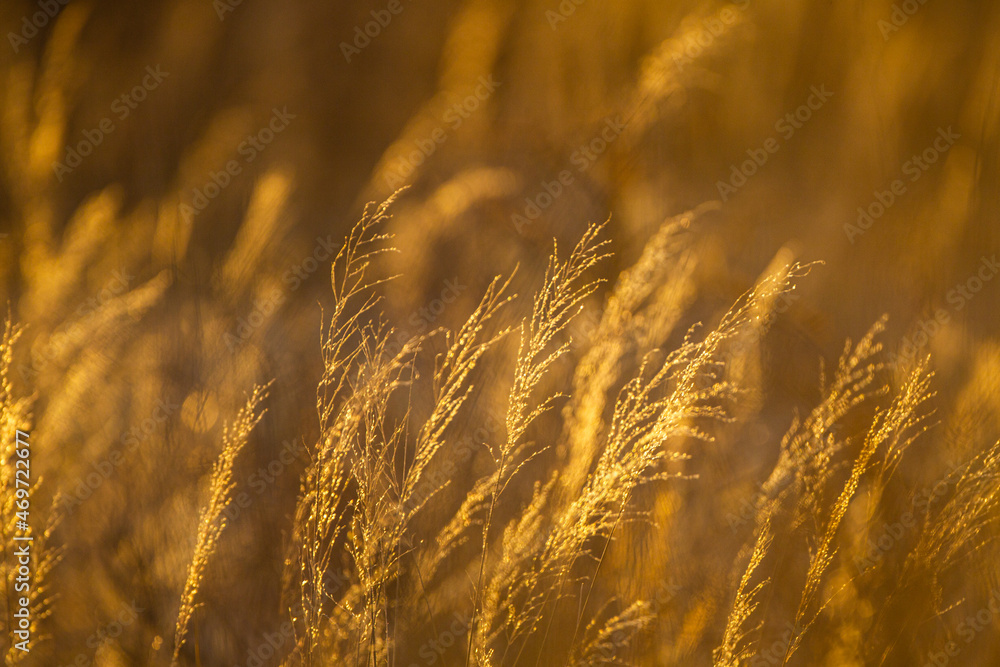 Obraz premium Kalahari Desert Grass glowing in the warm light of sunset in the Kgalagadi Transfrontier Park, South Africa