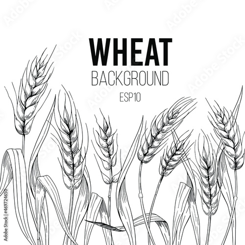 Wheat, cereals, spikelets. Vector background design