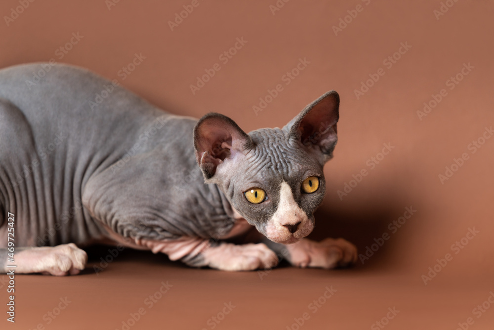 Brave male kitten of Canadian Sphynx breed lying down on brown background and looking away attentively, getting ready for hunt. Kitten of blue and white color is four months old. Brown background.