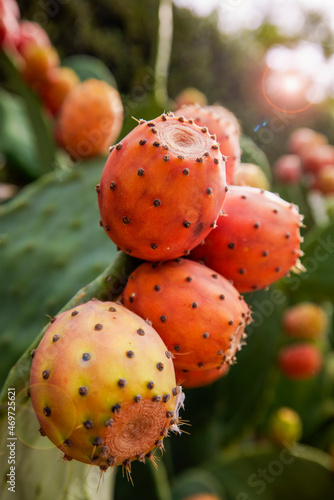 Prickly pear cactus (Opuntia ficus-indica, also known as Indian fig opuntia, barbary fig, cactus pear, spineless cactus) with sweet orange fruits tunas.