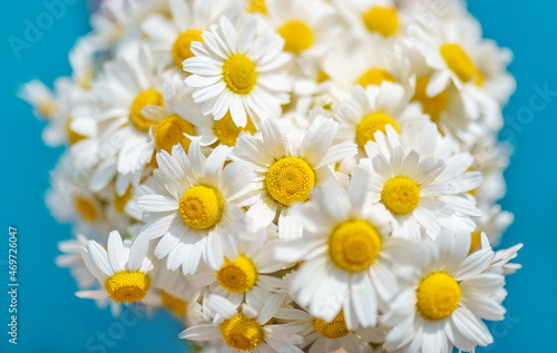 Cute Bouquet of daisies on a blue background. Beautiful bouquet of chamomile. Selective focus.