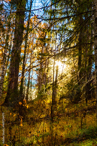 Sunlight is shining through the golden foliage in the autumn forest