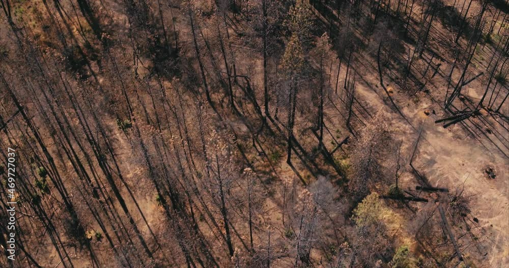 Aerial drone view of Dead trees ravaged by wildfire in california Aerial drone view of Dead trees ravaged by wildfire in california
