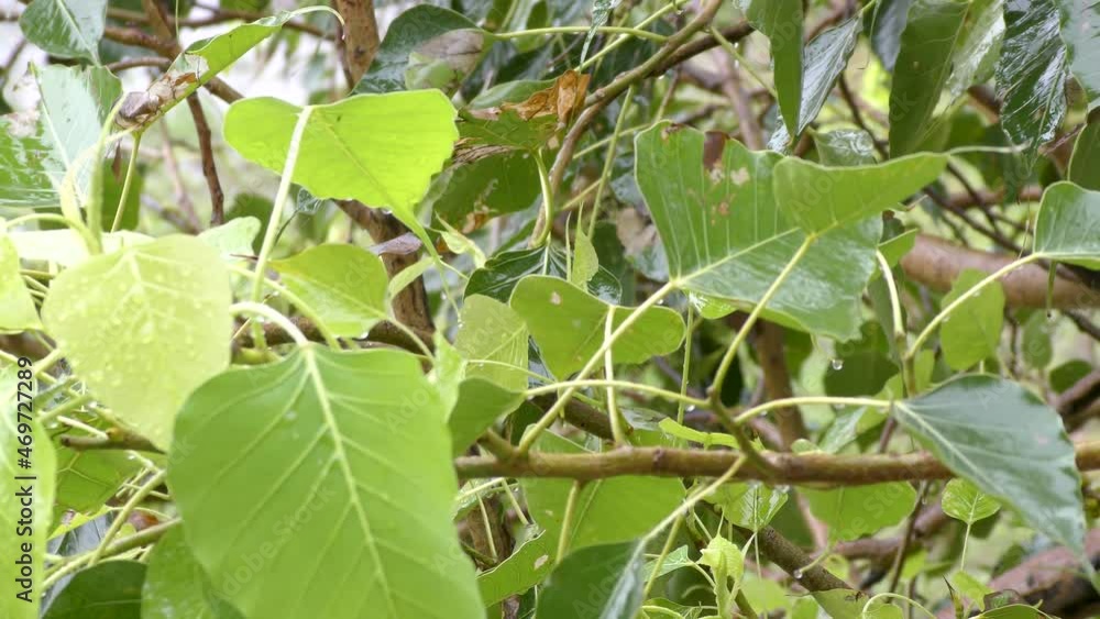 Rain and wind swaying green leaves of various plants Rain and wind swaying green leaves of various plants