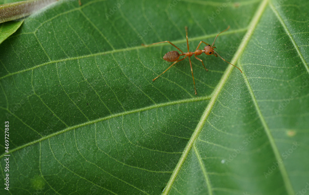 Selective focus at a red ant walking on a green leaf Selective focus at a red ant walking on a green leaf