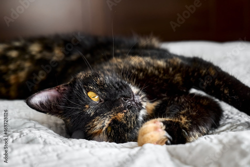 Close up portrait of young tortoiseshell cat lying on the gray blancket in the bedroom. Concept of beautiful pet. photo