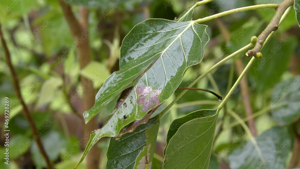 Rain is washing the green leaf in jungle Rain is washing the green leaf in jungle
