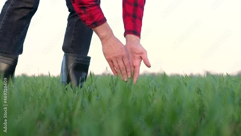 Agriculture.Farmer hand on germ of wheat.Wealth and Business Concept.Farmer cultivates fertile soil.Wheat field ecology.Farmer hand on sprouts of green grass. Agriculture concept. Ecology agribusiness Agriculture.Farmer hand on germ of wheat.Wealth and Business Concept.Farmer cultivates fertile soil.Wheat field ecology.Farmer hand on sprouts of green grass. Agriculture concept. Ecology agribusiness