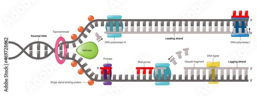 Diagram of DNA replication. Synthesis of leading strand and lagging strand during DNA replication. photo
